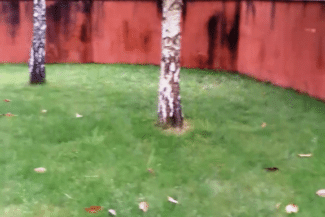 Mur de clôture rouge et pelouse après nettoyage
