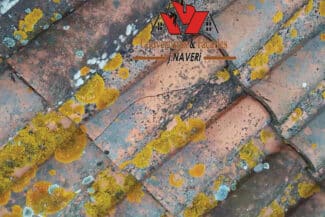 Tuiles Couvertes De Lichens Jaunes Avant Remplacement