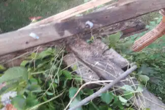 Bois de charpente dégradé au milieu de la végétation