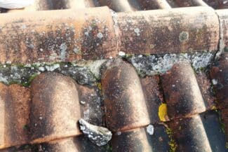Faîtage au mortier dégradé par les lichens à Blagnac