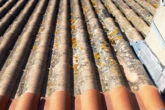 Tuiles colonisées par les lichens jaunes le long d'un pan de toit