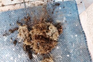 Amas de débris végétaux retiré d'une gouttière bouchée à Pibrac