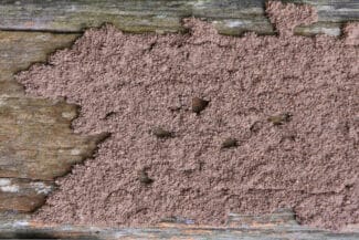 Gros Plan Sur Du Bois Rongé Par Les Termites