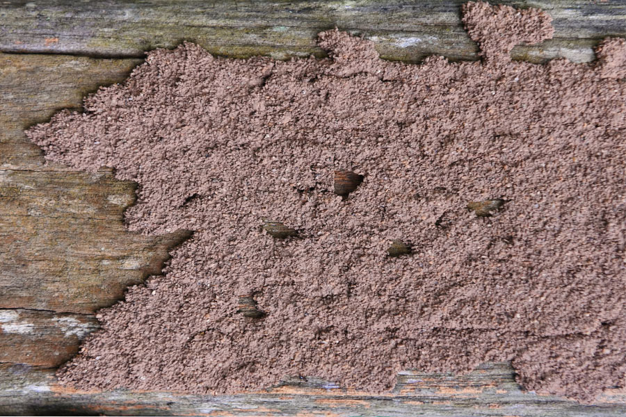 termites-traitement charpente