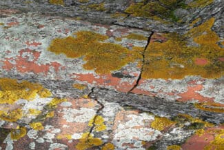 Tuiles éclatées Et Colonisées Par Les Lichens Jaunes