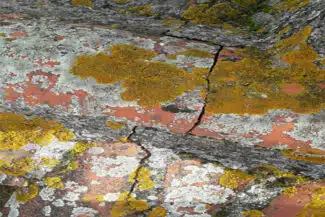 Tuiles éclatées Et Colonisées Par Les Lichens Jaunes