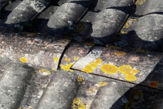 Lichen Et Mousse Colonisant Les Tuiles