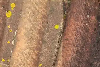 Lichen jaune et mousse logés dans les joints des tuiles d’une toiture à Pibrac